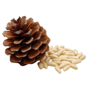 Dry Fruits Name Pine nut