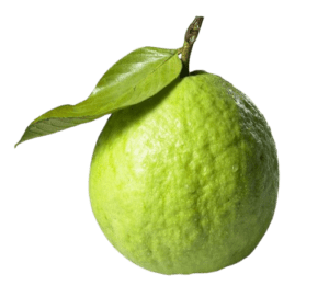 Guava Fruit