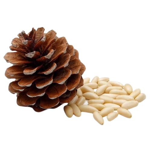 Dry Fruits Name Pine nut